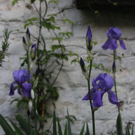 B&B Les Iris Brüksel Dış mekan fotoğraf