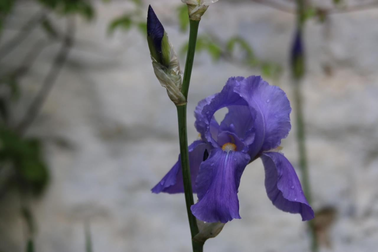 B&B Les Iris Brüksel Dış mekan fotoğraf